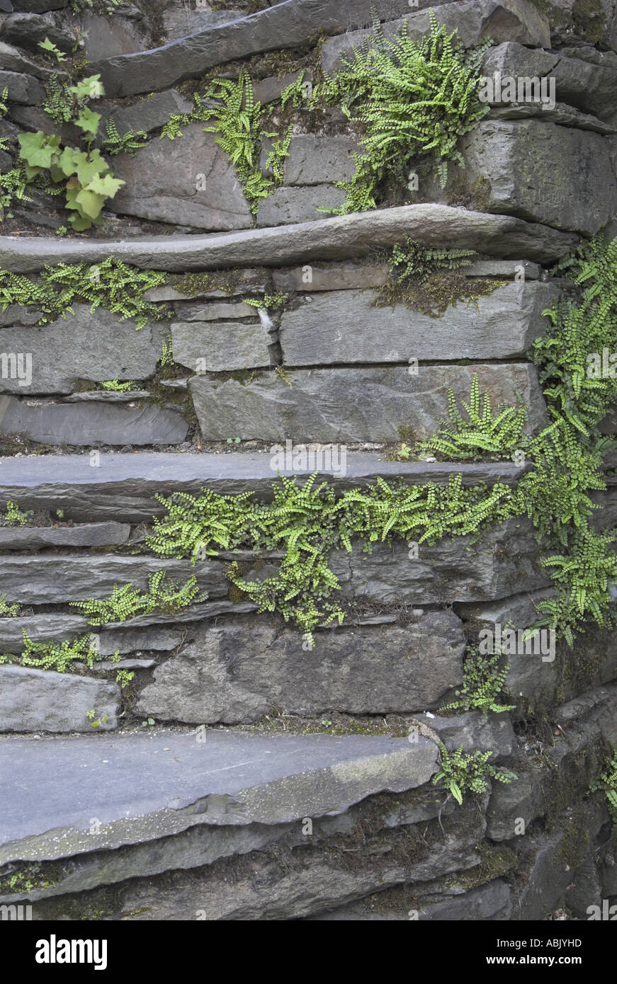 Maidenhair spleenwort aspslenium trichomanes cresce su fasi di ardesia Lake District Cumbria potrebbe Foto Stock