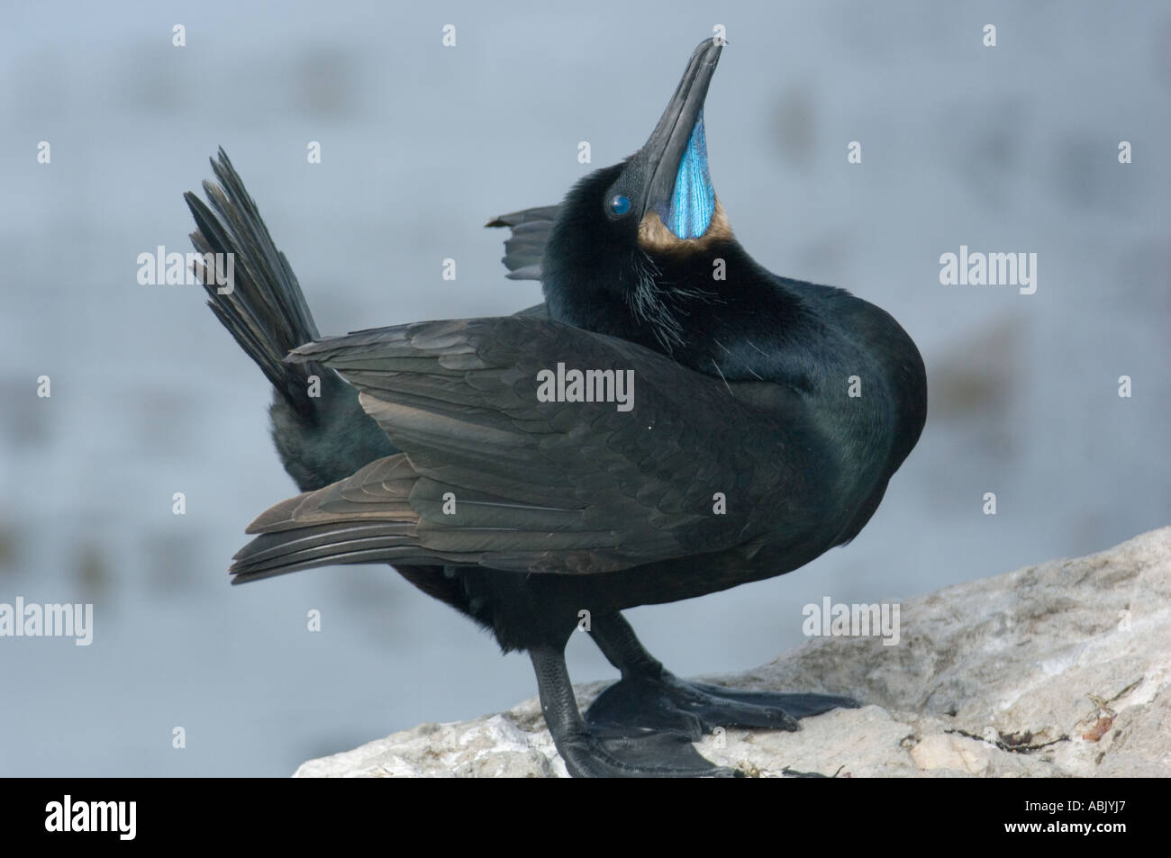 Brandt il cormorano (Phalacrocorax penicillatus) maschio "pubblicità" display per femmina, Monterey Bay USA Foto Stock