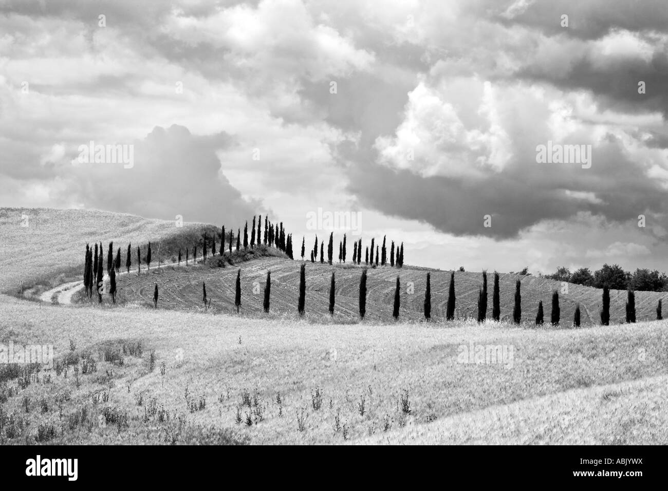 Cipressi italiani; paesaggio agrario a Creta Senese Toscana Italia, Europa, UE Foto Stock