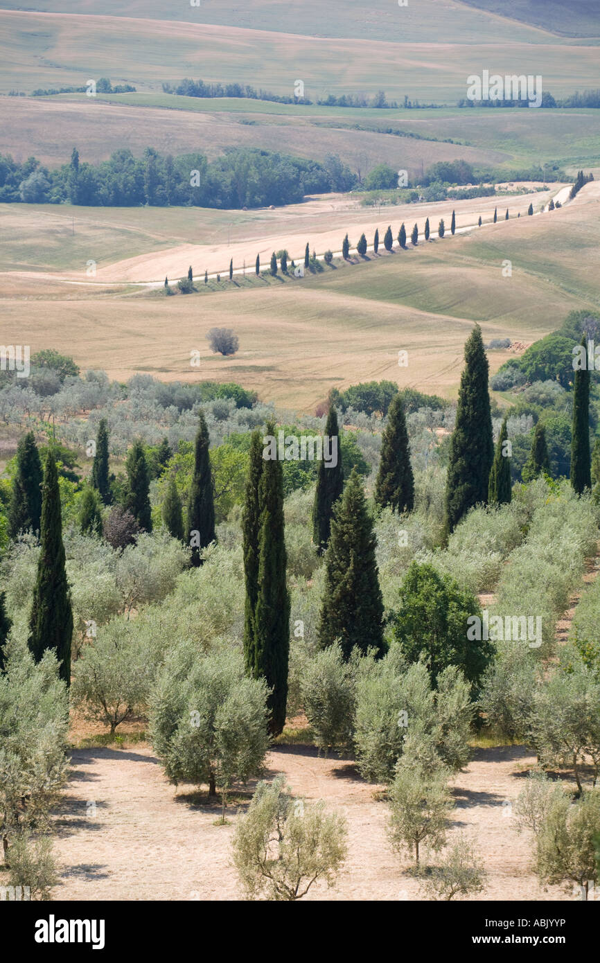 Cipressi strade italiane e di alberi di olivo in Toscana paesaggio, Pienza Italia, Europa, UE Foto Stock