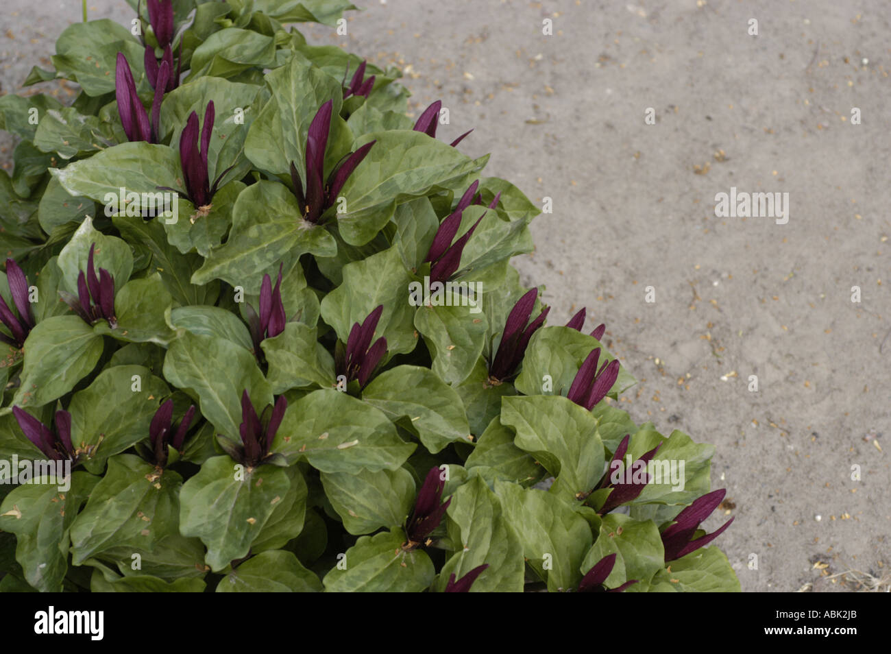 Rosso Verde foglie delle liliacee Trillium chloropetalum Norh America Foto Stock