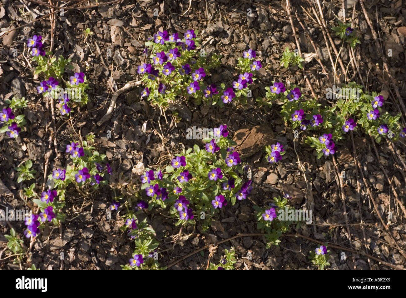 Piccoli fiori viola e gialli di viola tricolore che fioriscono in un letto da giardino con copertura in legno di pacciame. Foto Stock