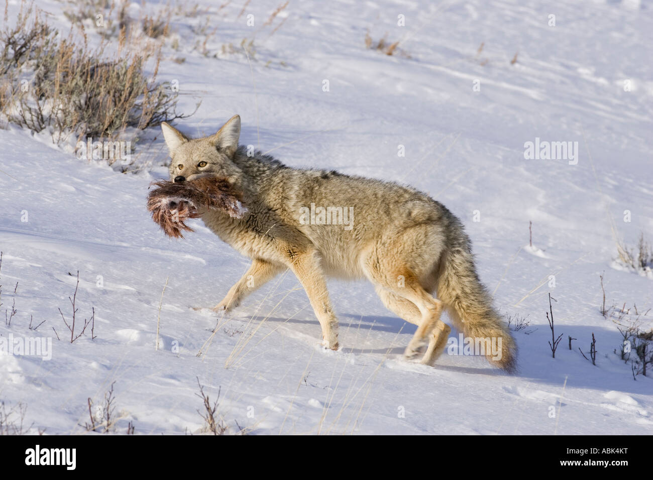 Coyote in inverno, il Parco Nazionale di Yellowstone Wyoming Foto Stock