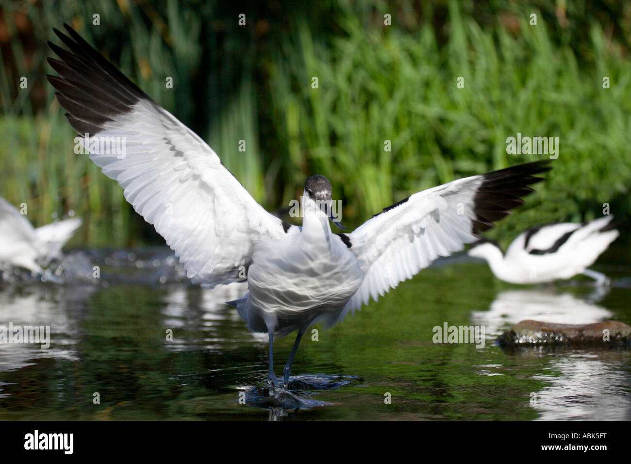 Avocet (Recurvirostra avosetta) in atterraggio Foto Stock