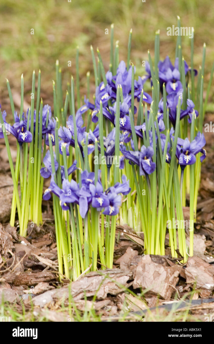 Inizio primavera fiori blu di Iris reticulata M Bieb Irdaceae Iridodictyum reticulatum fioriscono in un giardino con sfondo pacciamato. Foto Stock