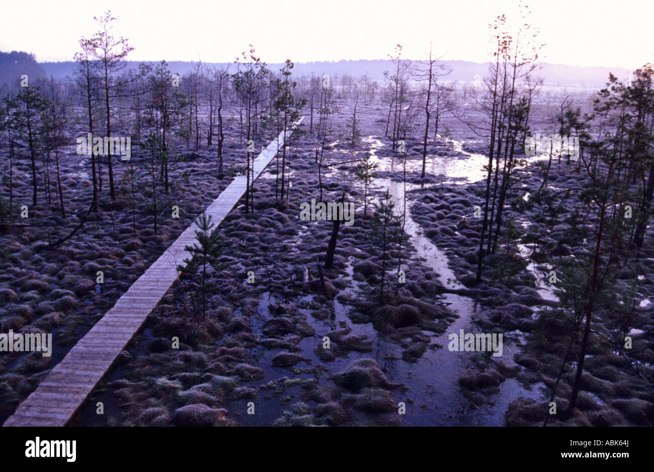 Palude - area protetta obary nel roztocze ( ad est della Polonia ) Foto Stock