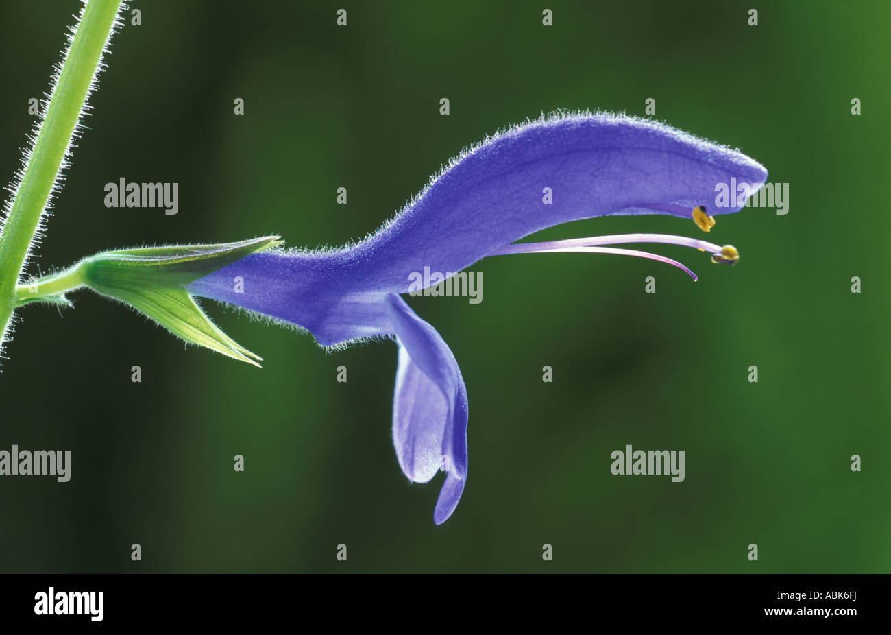 La Salvia Blue Angel Foto Stock