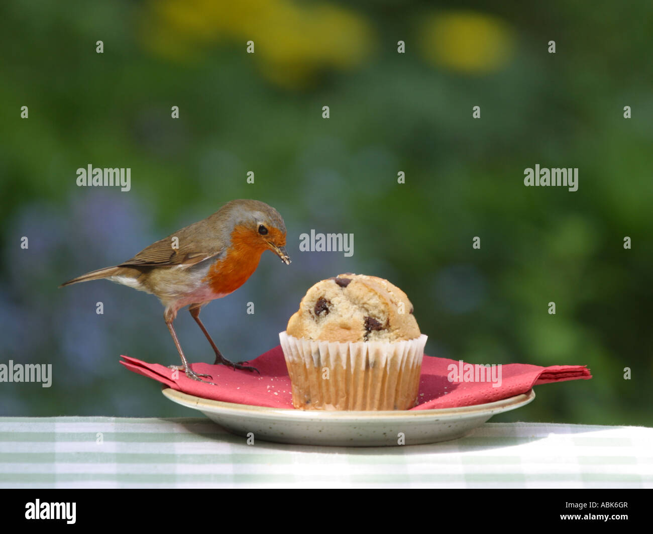 Robin rubare chocolate chip da muffin sul tavolo da picnic Foto Stock