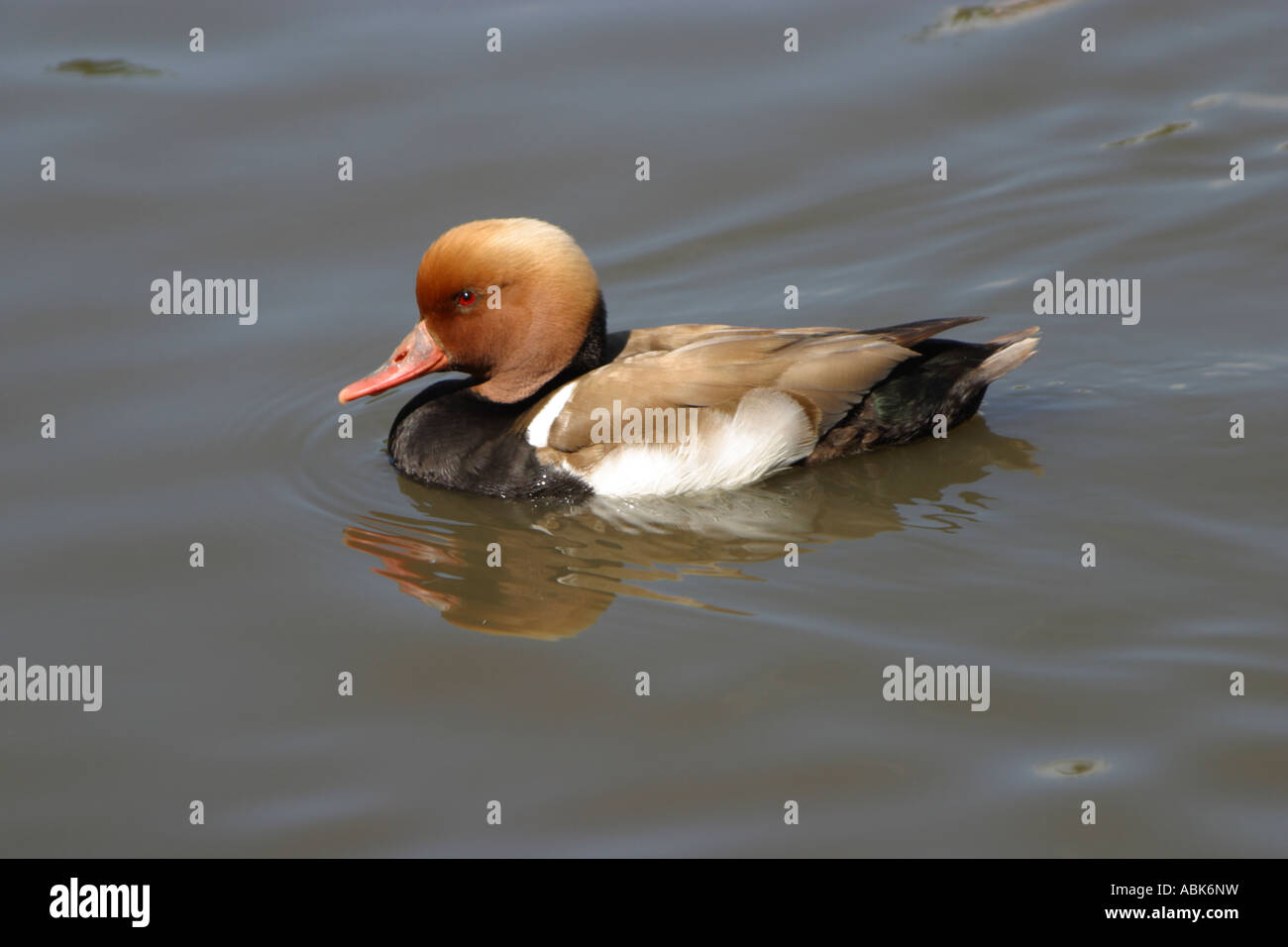 Rosso-crested pochard, Netta rufina Foto Stock