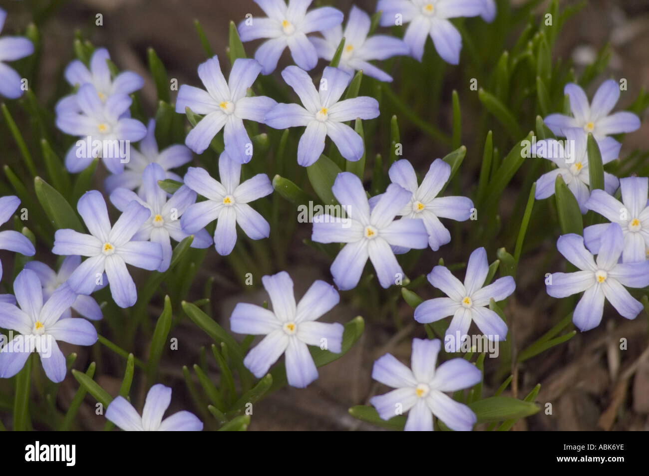 Bianco blu molla fiori malva Liliacee Chionodoxa siehei Turchia Foto Stock