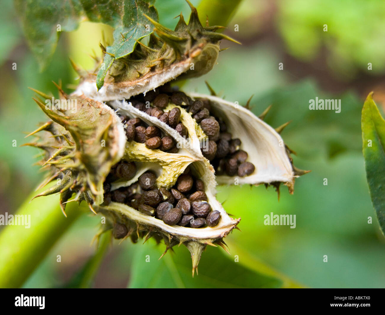 Frutto della Datura stramonium L jimsonweed Stechapfel seedhead seme head sticky boccola albero afrika impianto blossom fiore fiorisce lo Foto Stock