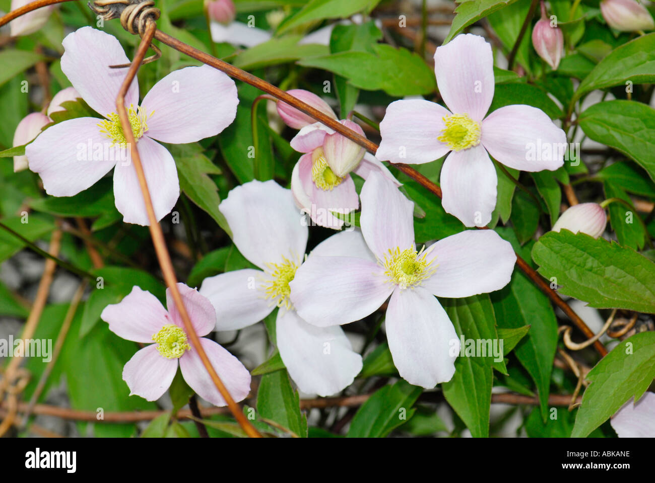 La luce bianca rosa CLEMATIS RANUNCULACEAE Clematis Mandschurica fiore Foto Stock