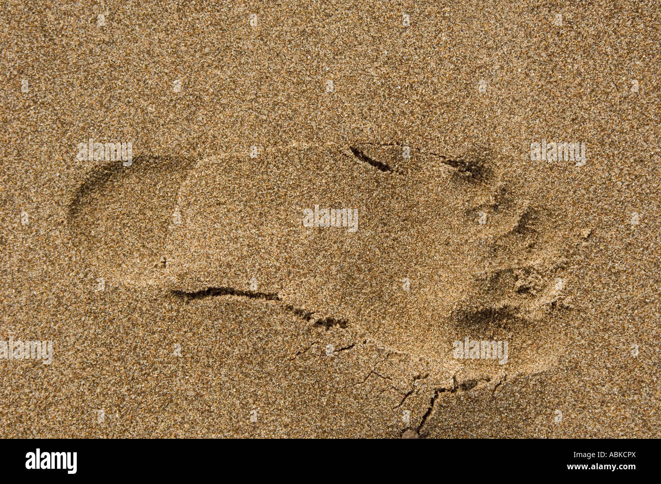 Piede sinistro impronta in giallo sabbia dorata Foto Stock