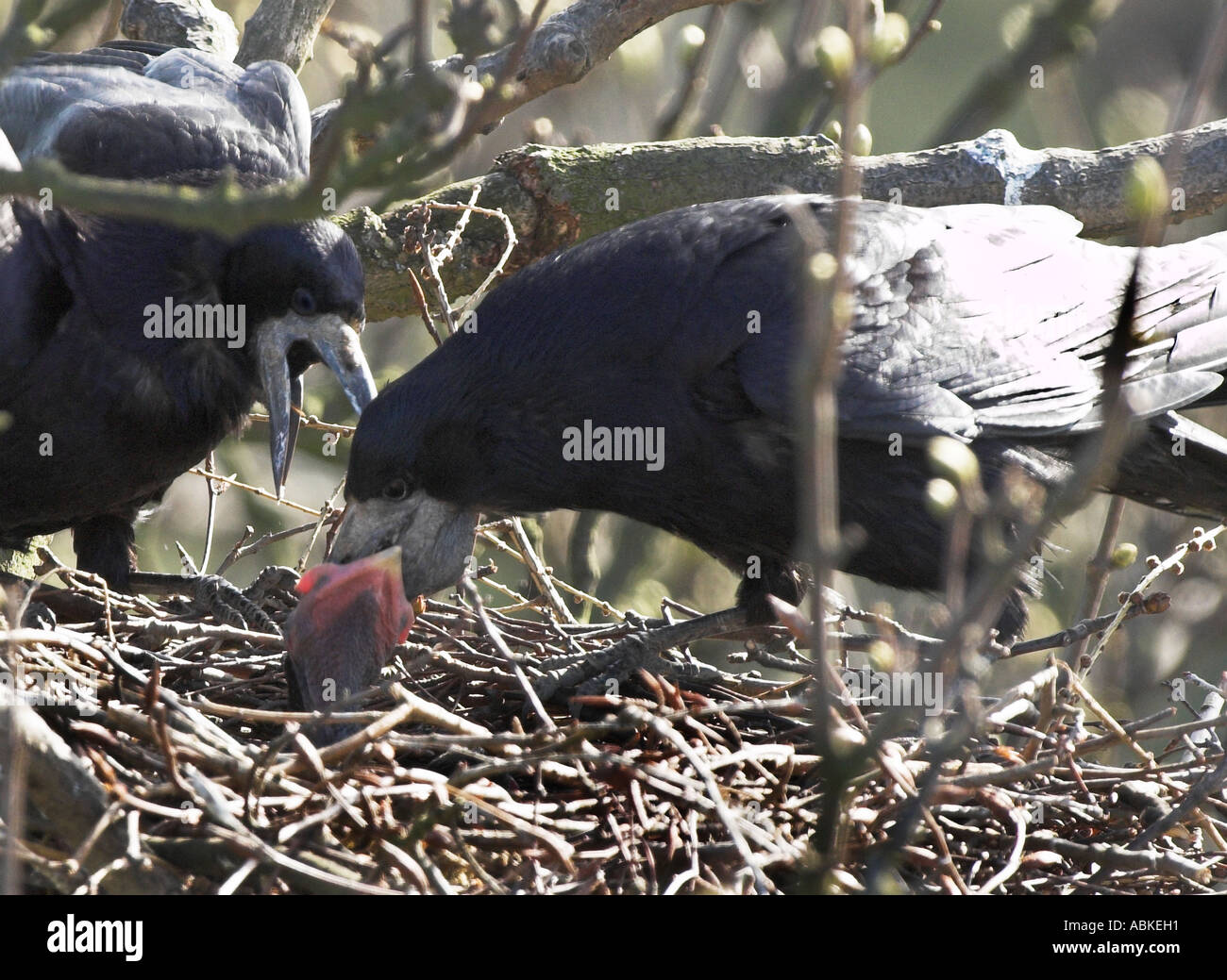 Corvi a loro treetop nidi.Corvus frugilegus Foto Stock