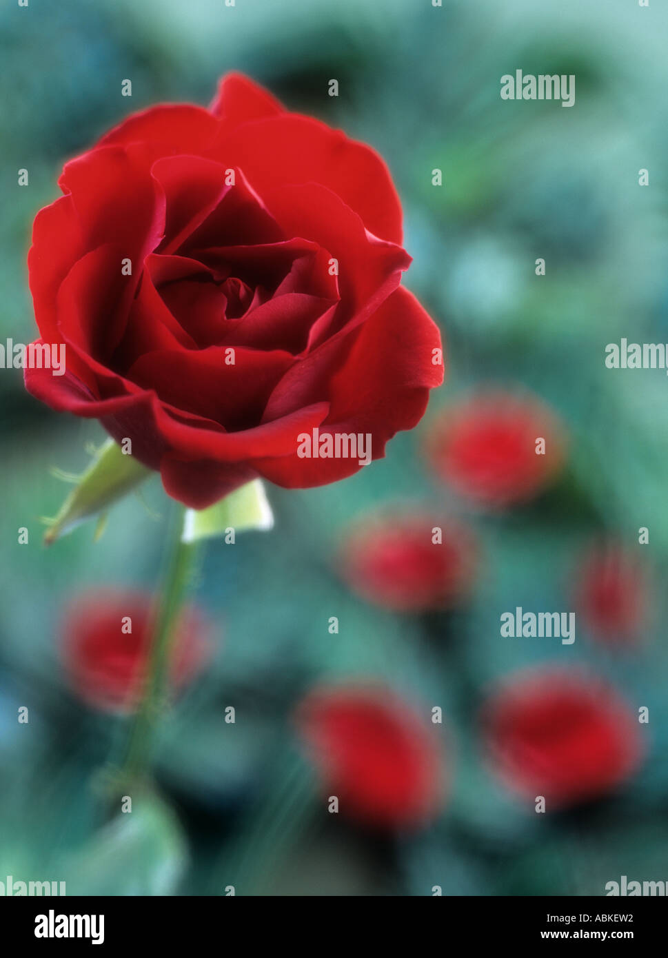 Red Rose e petali caduti retroilluminati e dolcemente e diffusa in piedi fuori a chiazze su sfondo verde. Inghilterra Regno Unito Gran Bretagna Foto Stock