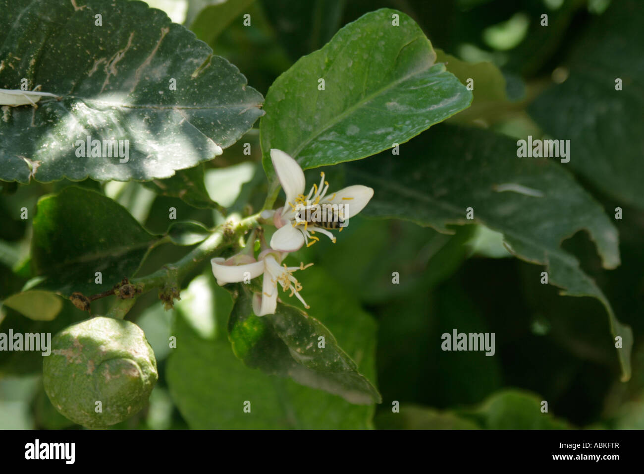 Bee per raccogliere il polline in blosom Foto Stock