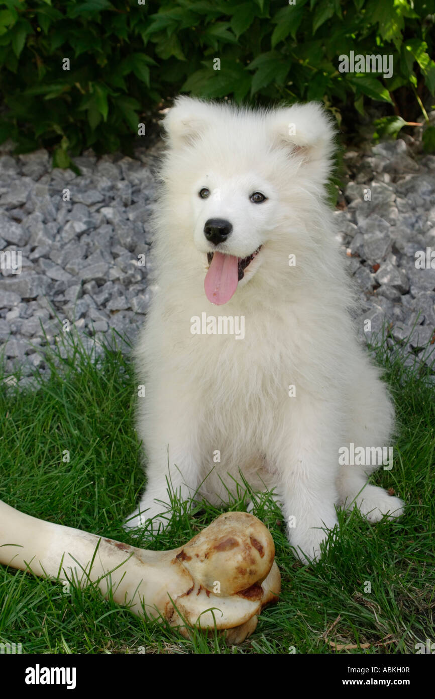 Giovane maschio cucciolo Samoiedo con osso di grandi dimensioni Foto Stock