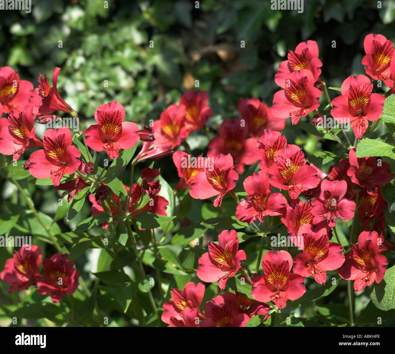 Giardino inglese Alstroemerias Foto Stock