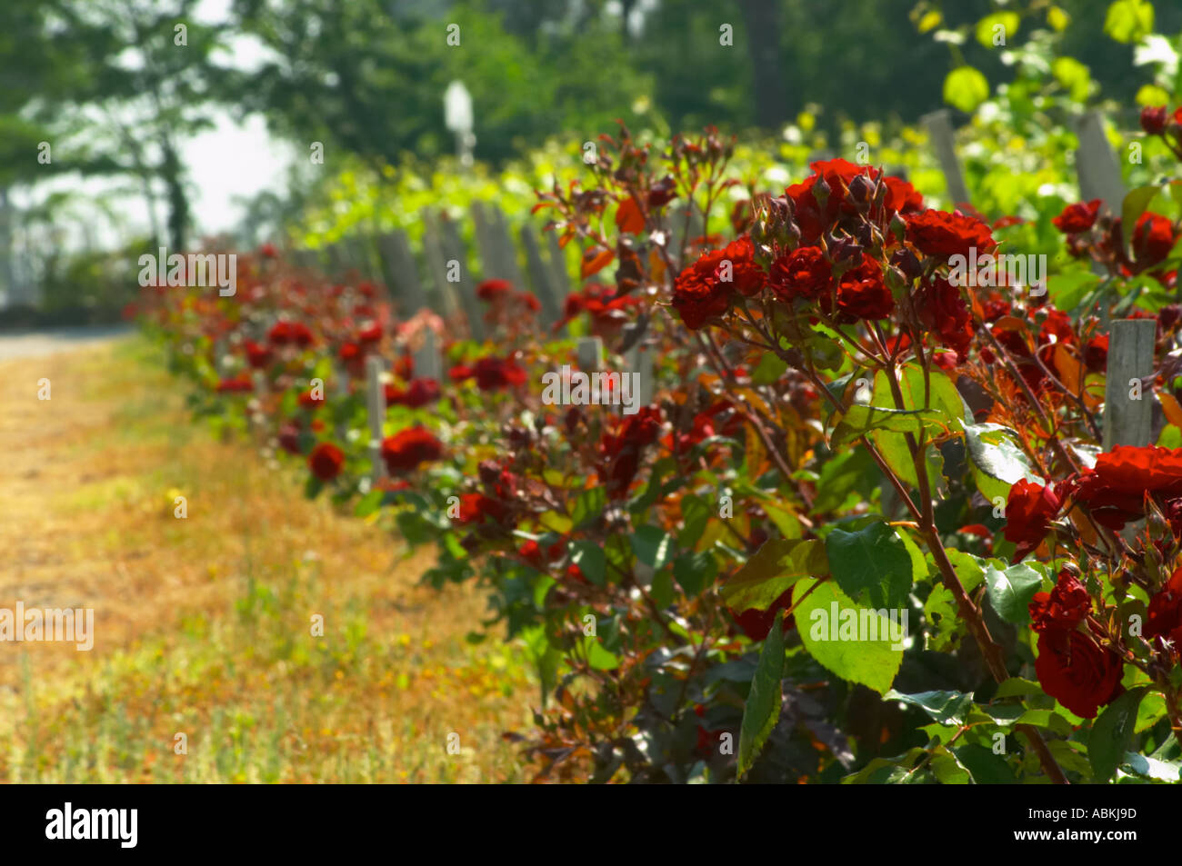 Le rose di cespugli di rose piantate alla fine di ogni riga di vigne, tradizionalmente per servire come un avvertimento per malattie Chateau Paloumey Haut-Medoc Ludon Medoc Bordeaux Gironde Aquitaine Francia Foto Stock