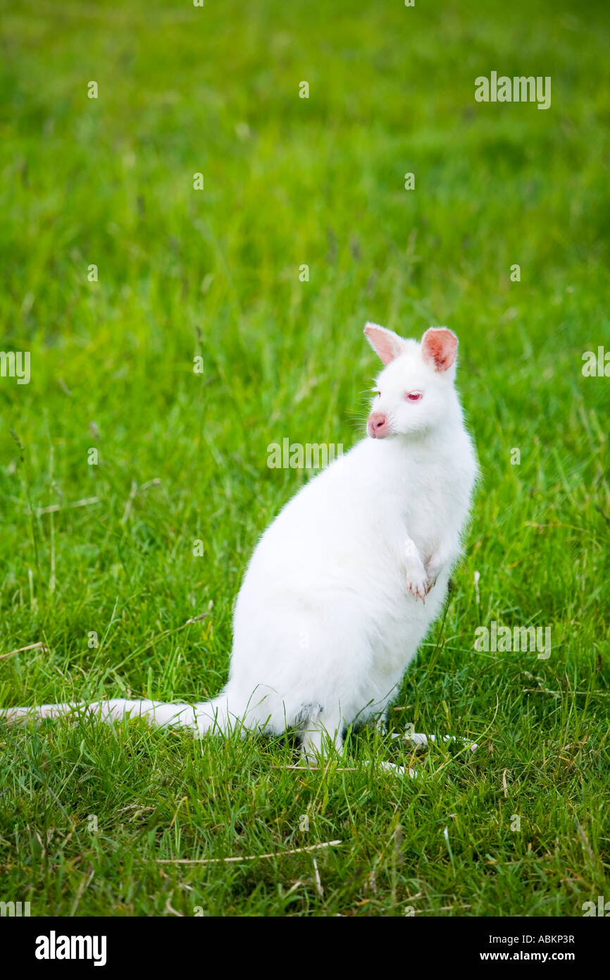 Albino Bennetts wallaby in campo - Macropus rufogrisseus Foto Stock