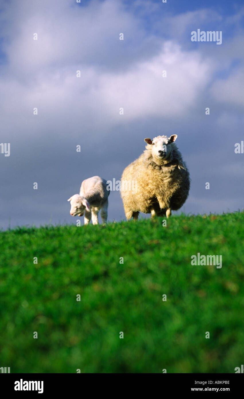 Unica pecora sorgeva su un poggio vicino al suo agnello avente un graffio nella contea di Dorset England Regno Unito Foto Stock