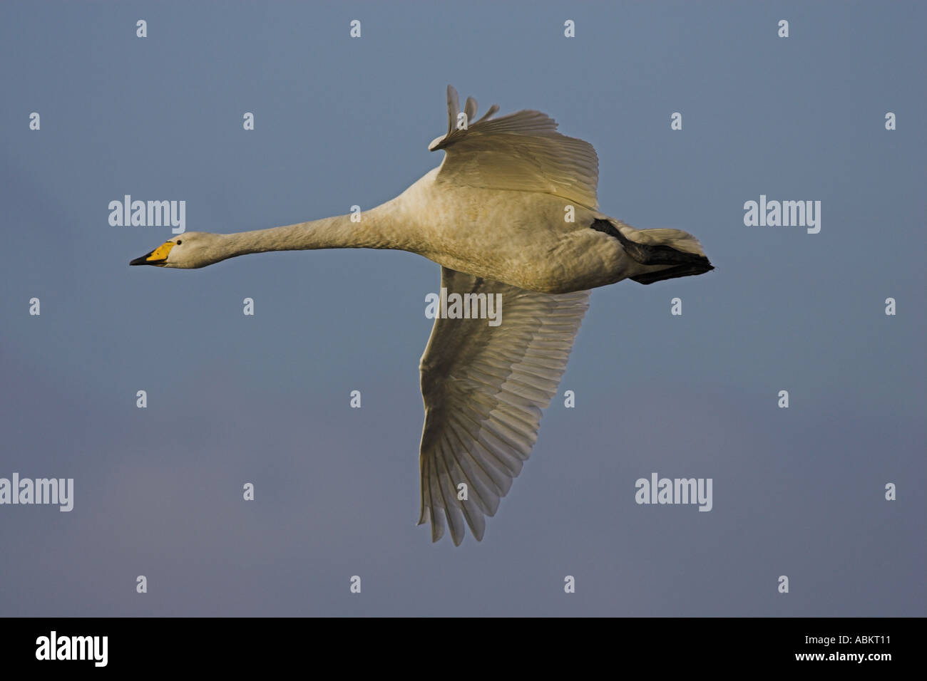 Adulto Whooper Swan (Cygnus cygnus) in volo, Martin Mere, Lancashire, Inghilterra, Regno Unito Dicembre Foto Stock