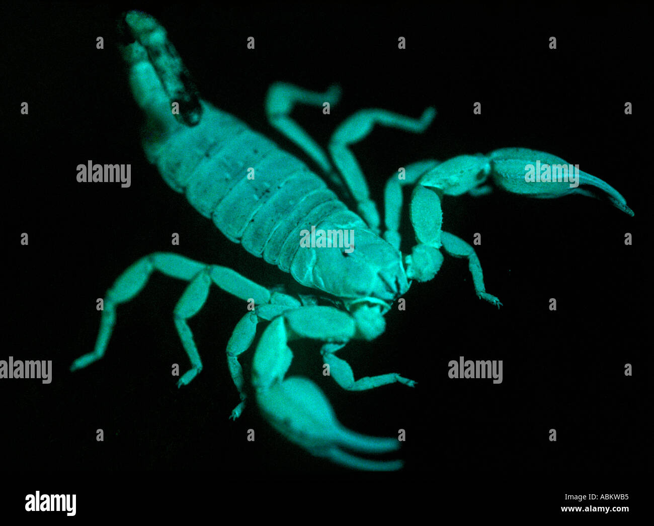 Australian scorpion fluorescente sotto la luce ultra violetta Foto Stock