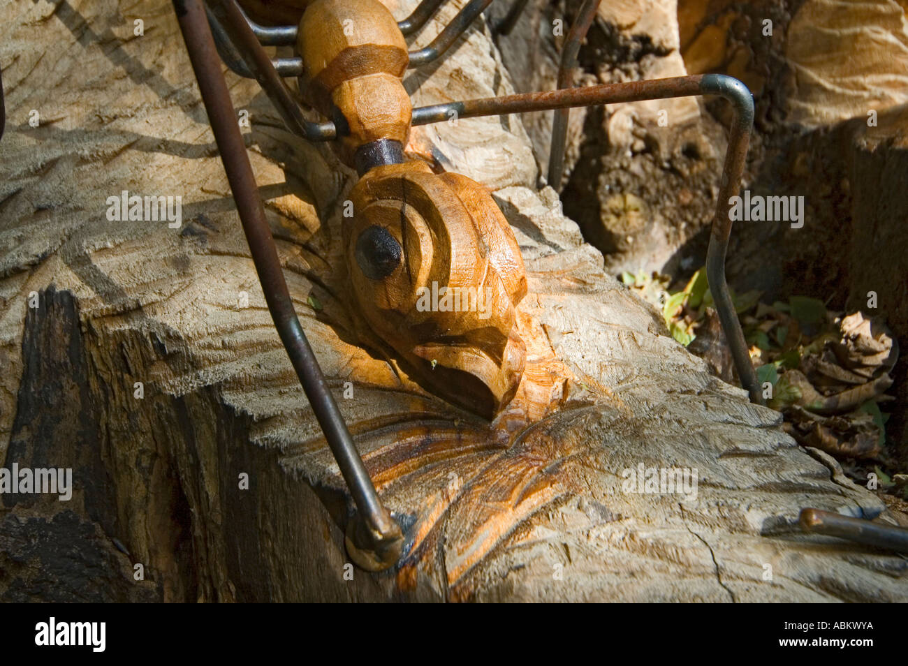 Intaglio del legno di formiche giganti, sul sentiero delle sculture a Crich tramvia Village, vicino a Matlock, Derbyshire, England, Regno Unito Foto Stock