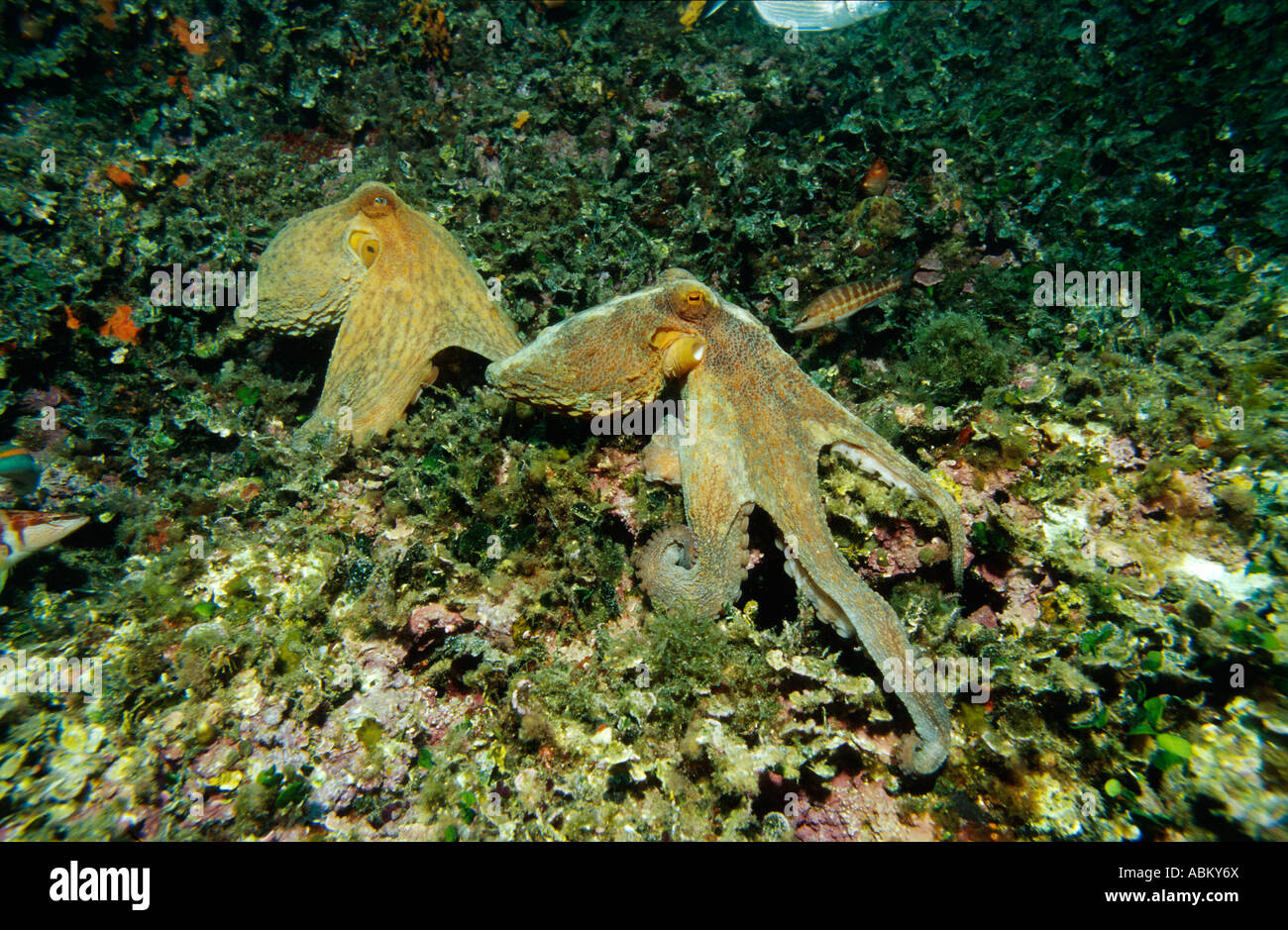 Octopus vulgaris , Polpo, Isole Baleari Spagna Mare Mediterraneo Foto Stock