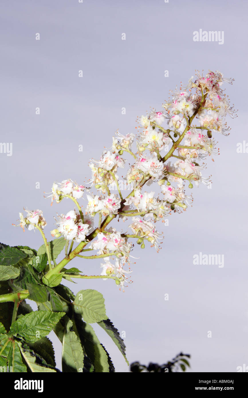 Close up di comune ippocastano Aesculus hippocastanum tree ramoscello di fiori Foto Stock