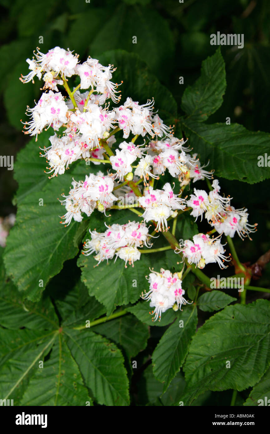 In prossimità di un comune ippocastano Aesculus hippocastanum tree ramoscello di fiori Foto Stock