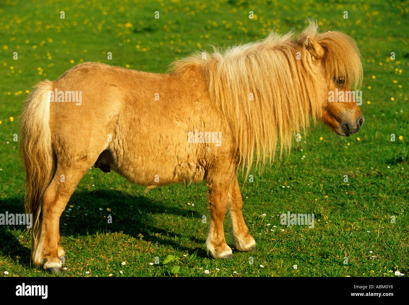 Miniatura pony Shetland stallone Foto Stock