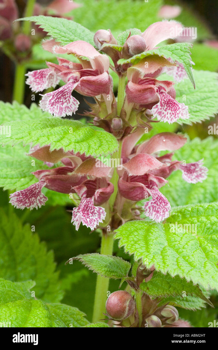 RHS Chelsea Flower Show 2007 Foto Stock