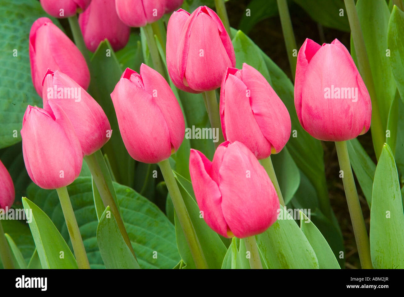 RHS Chelsea Flower Show 2007 Foto Stock