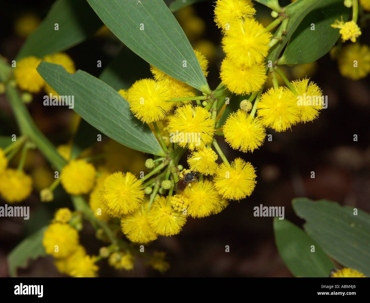 Cluster di vividi fiori di colore giallo e verde brillante delle foglie di acacia australiano / specie di bargiglio Foto Stock