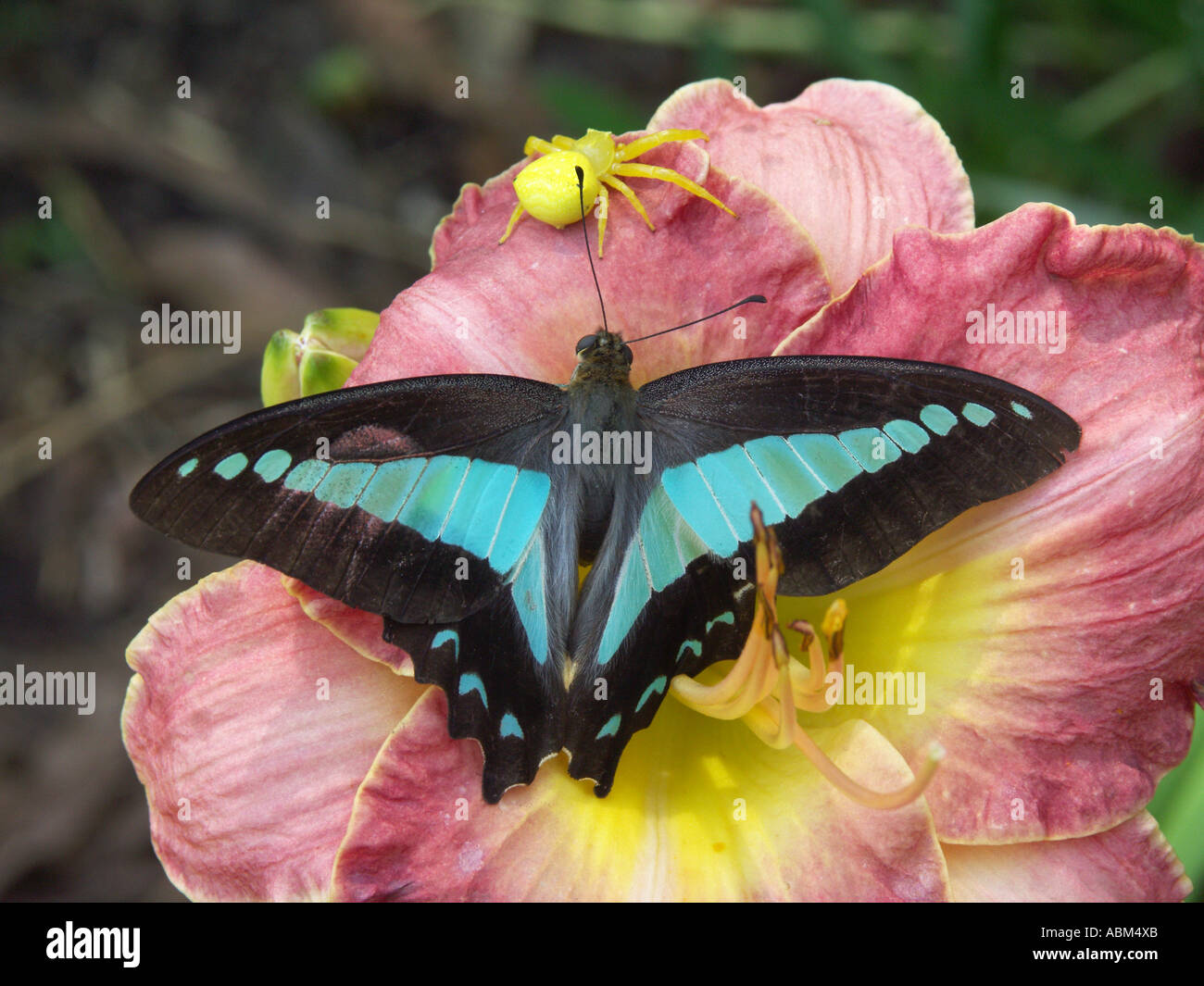 Un triangolo blu farfalla su una rosa fiore daylily finirà per cadere vittima di un ragno di caccia Foto Stock