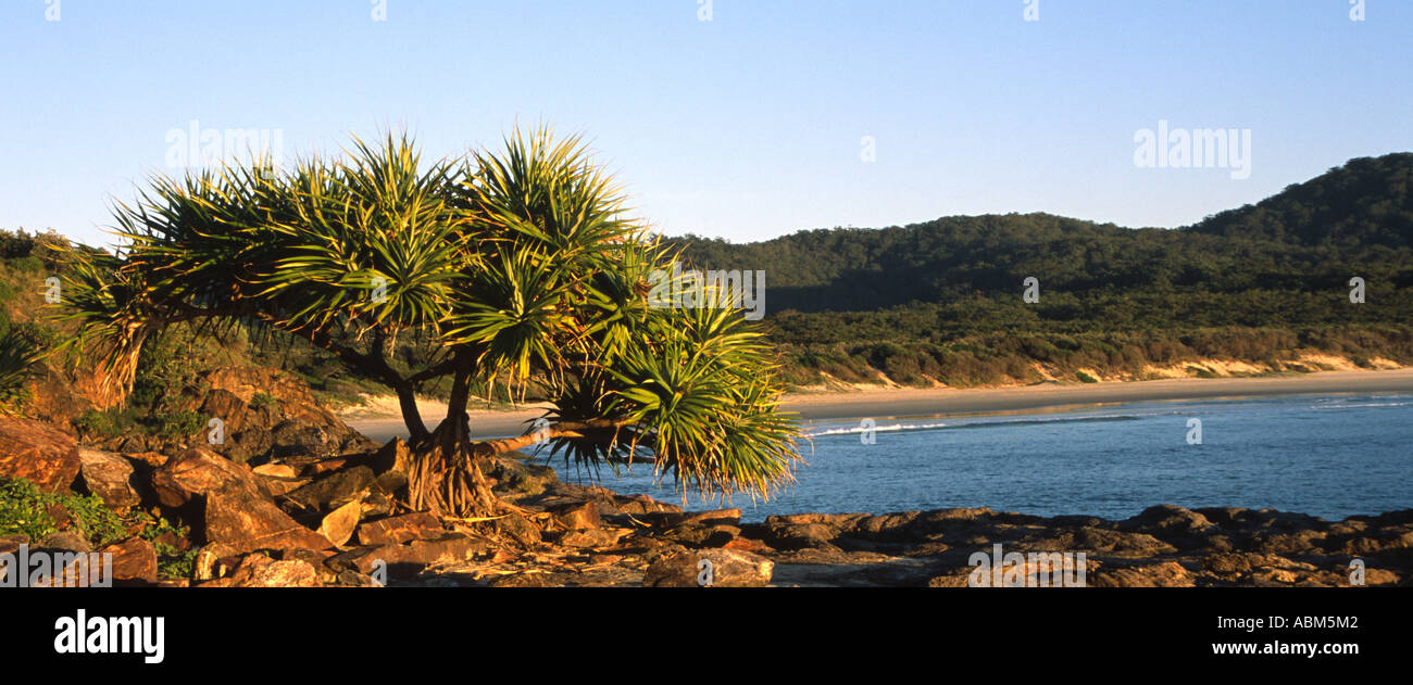 Palme pandanus e spiaggia appartata e bay a testa erbosa, NSW, Australia Foto Stock