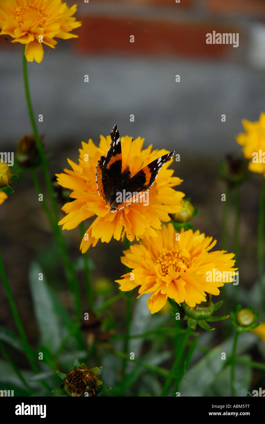 Farfalla su fiori gialli Foto Stock