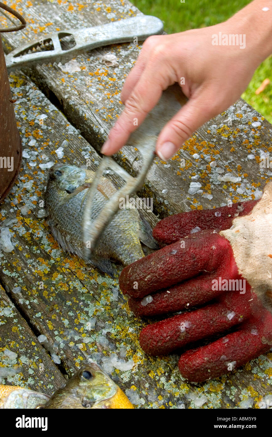 Scalatura pescato fresco sunfish shore per il pranzo. Clitherall Minnesota MN USA Foto Stock