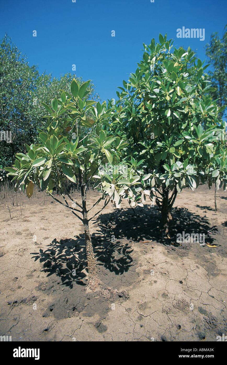 Red mangrovie Rhizophora mucronate Natal Costa Sud Africa Foto Stock