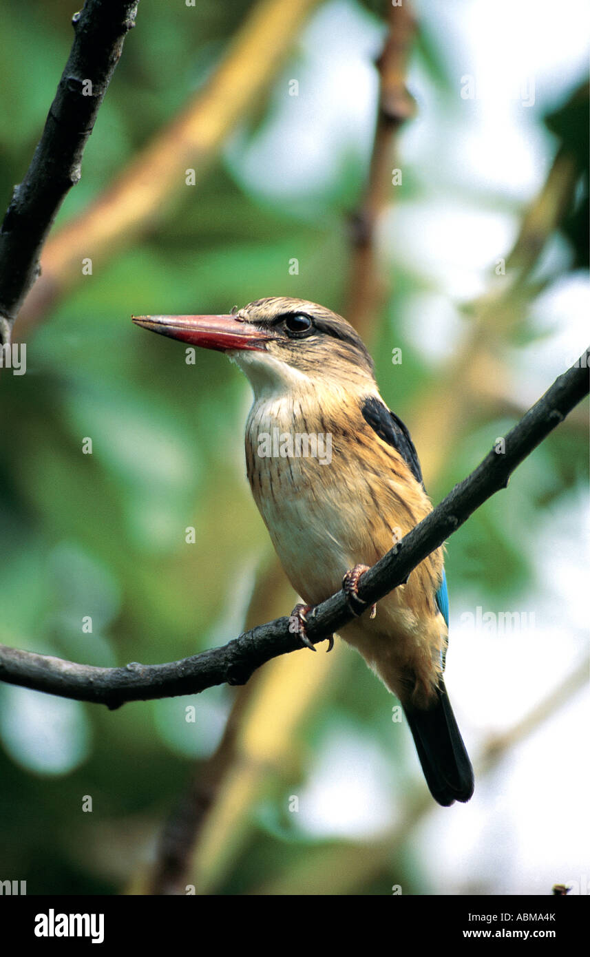 Brown hooded Kingfisher Halcyon albiventris Durban, Sud Africa Foto Stock