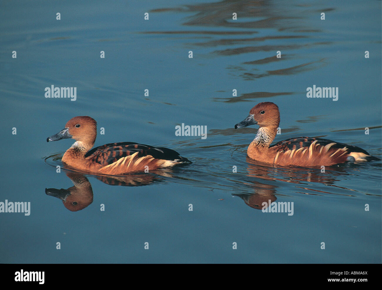 Due Fulvous sibilo anatre Dendrocygna bicolor nuoto in una piscina fiume Umgeni bocca Durban, Sud Africa Foto Stock