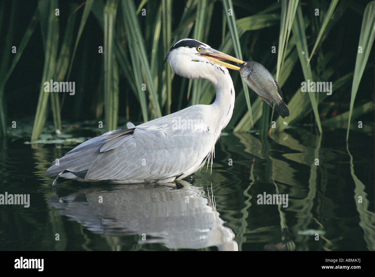 Airone cenerino Ardea cinerea Durban Sud Africa l'Heron è un pesce appena pescato nel suo becco Foto Stock
