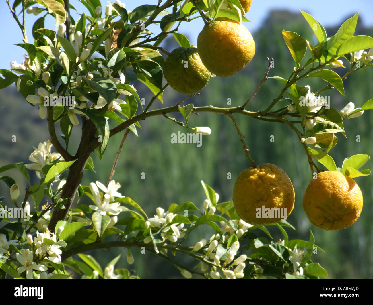 Il sud della Spagna Europa UE. Fiori d'arancio e le arance mature sull'albero. Pronto a scelta. Foto Stock