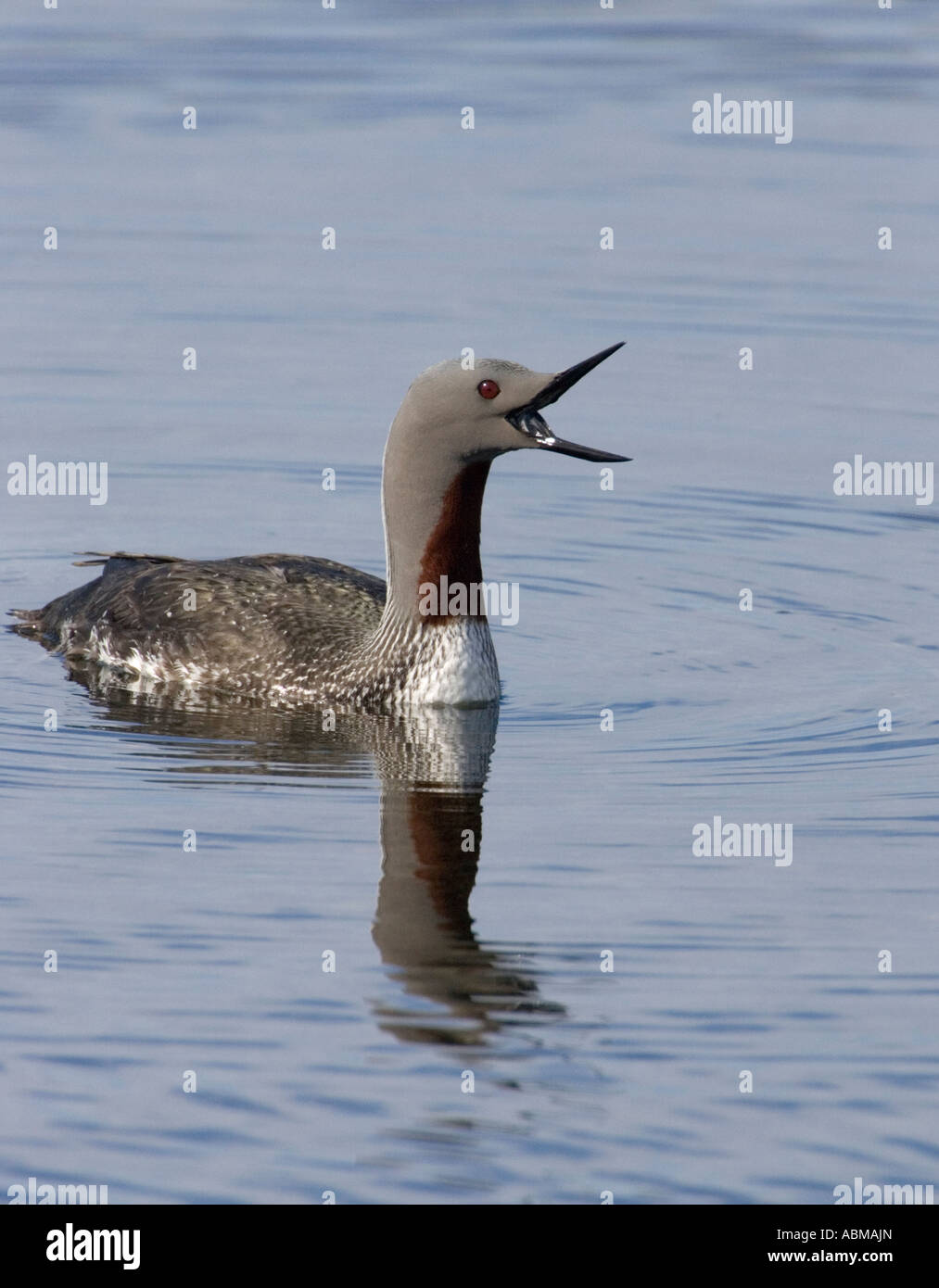 Red Throated Loon sbadigli Foto Stock