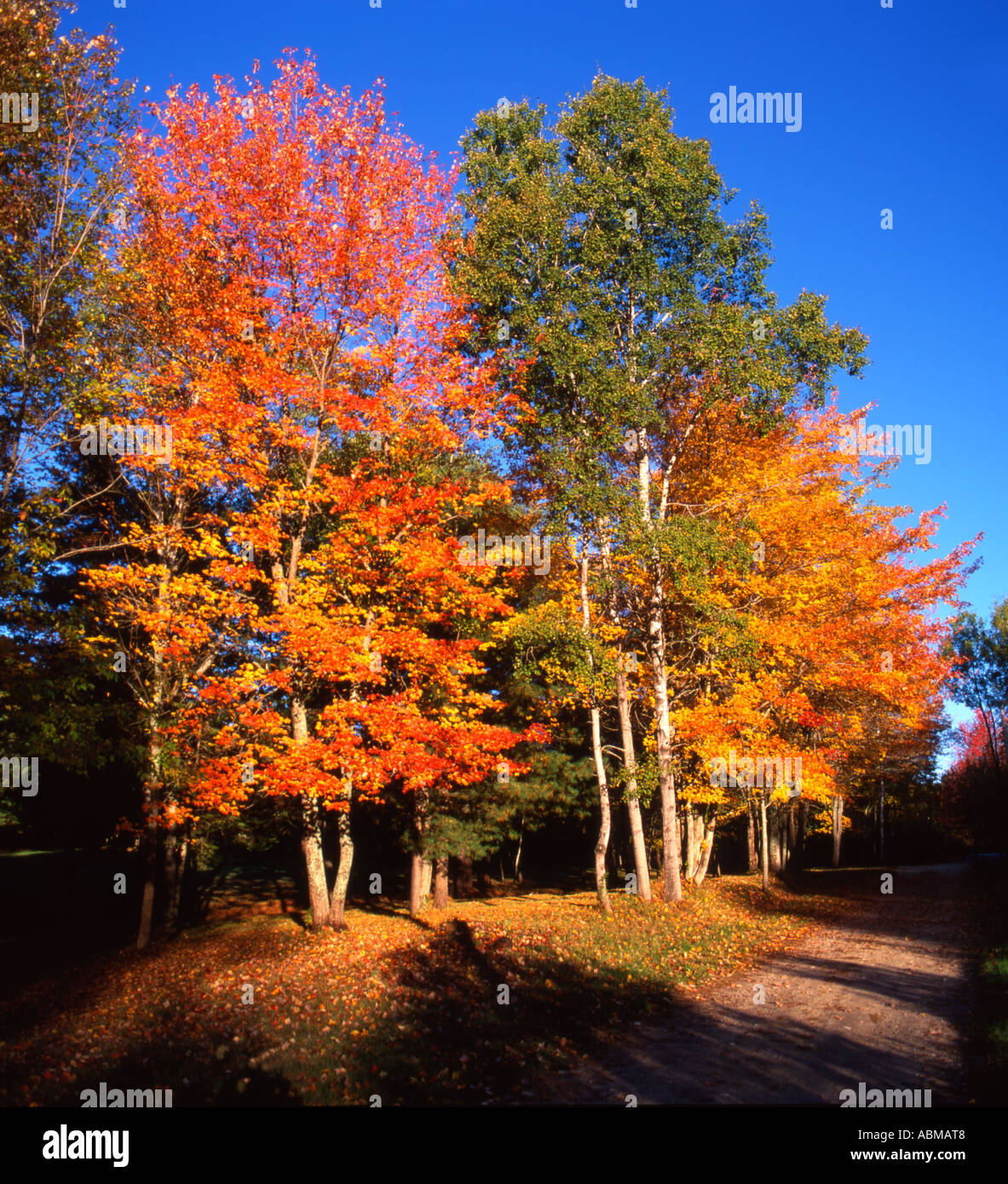 Alberi in rotazione i colori autunnali. Foto Stock