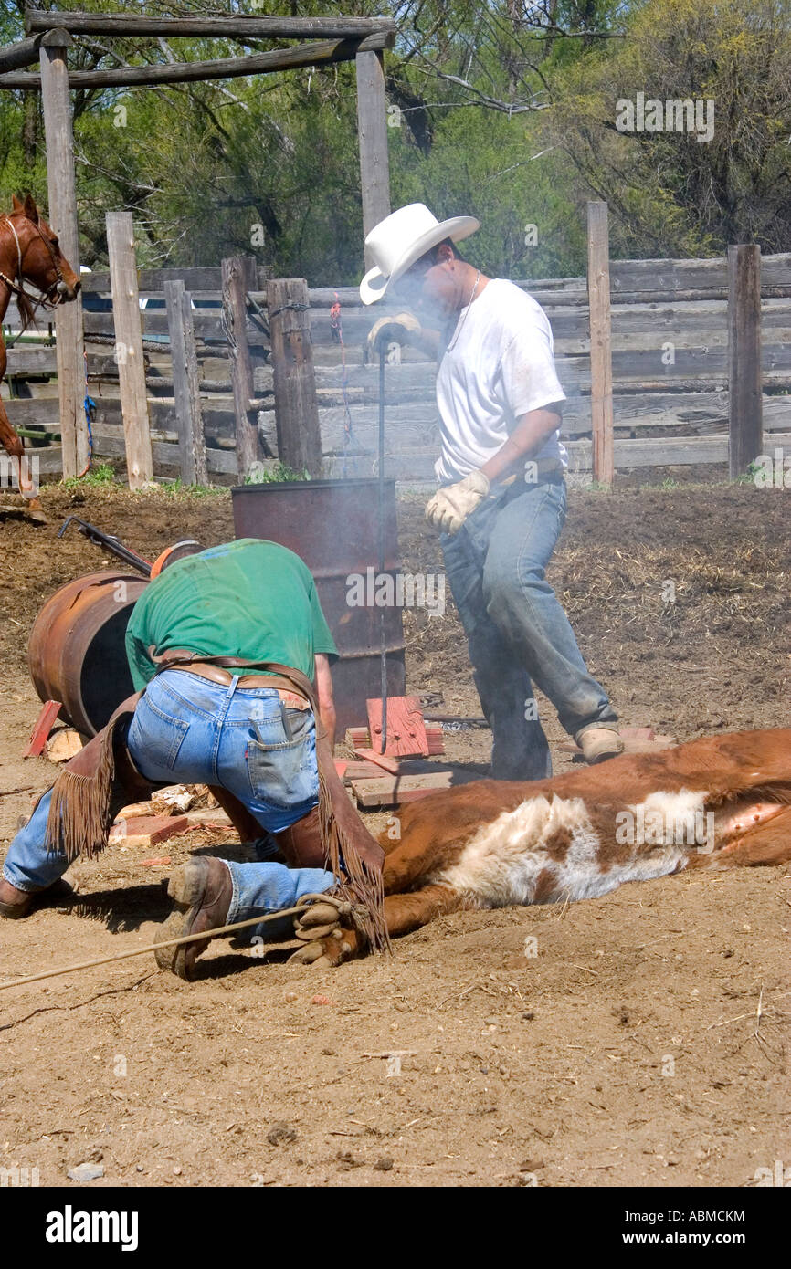 I cowboys branding bovini durante un giro fino in prossimità di Emmett Idaho Foto Stock