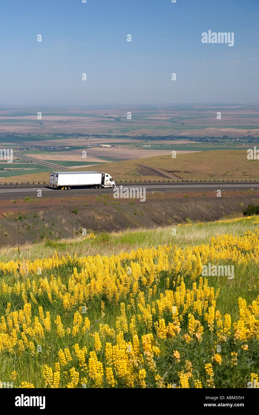Lupino giallo che crescono lungo la Interstate 84 con un long haul carrello viaggia in background nei pressi di Pendleton Idaho Foto Stock