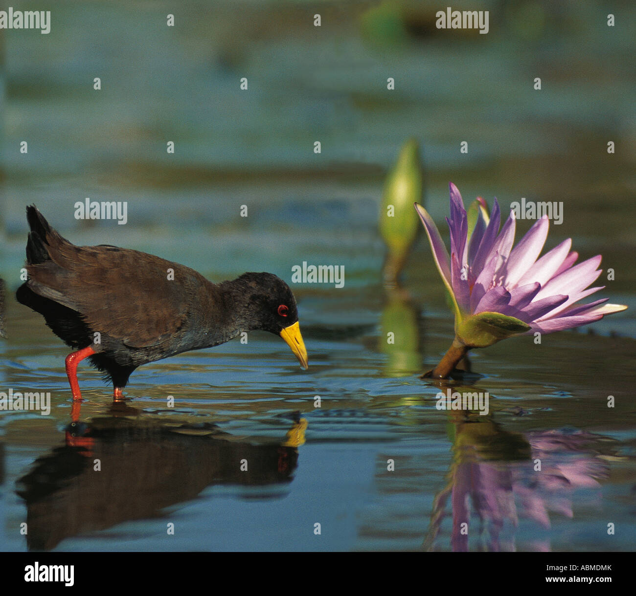 Nero Limnocorax Crake flavirostra Durban, Sud Africa Foto Stock