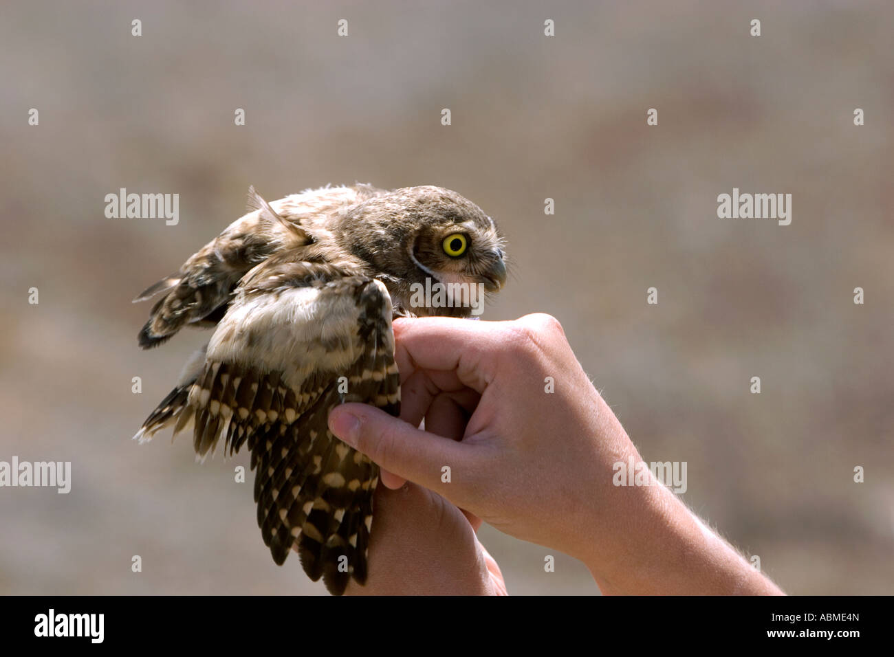 Biologo della fauna selvatica che mostra l'ala di una neonata scavando il gufo vicino Mountain Home Idaho Foto Stock